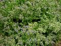 Borage / Borago officinalis